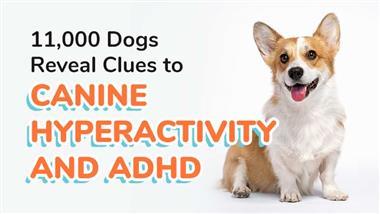canine attention deficit hyperactivity disorder