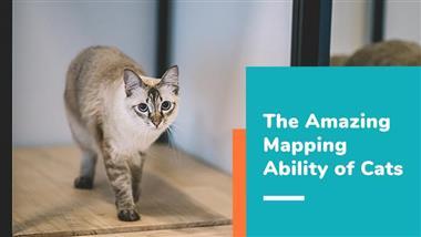 cat mental mapping ability