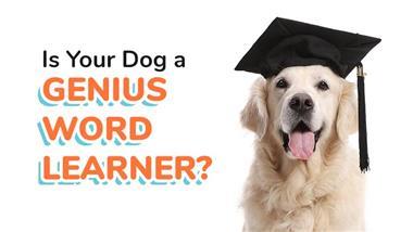certain dogs are genius word learners