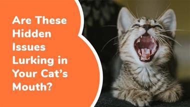 dental disease in cats