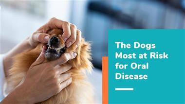 how common is dental disease in pets