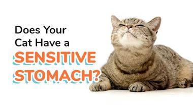 how to tell if your cat has a sensitive stomach