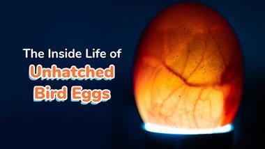 inside life of unhatched bird eggs
