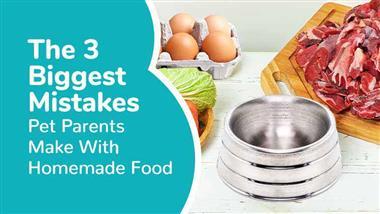 pet homemade food mistakes