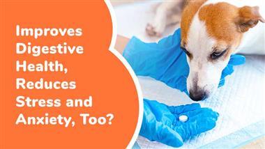 benefits of probiotic supplements to stressed dogs