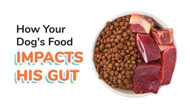 how food impacts dog gut health