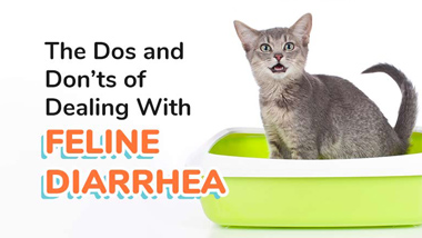 how to stop feline diarrhea