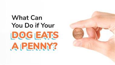 penny poisoning