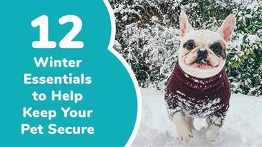 winter weather tips for pets