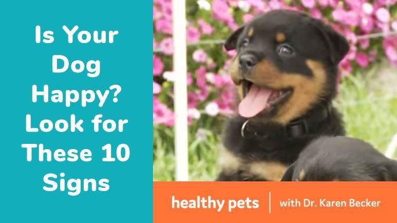 Is Your Dog Happy? Look for These 10 Signs