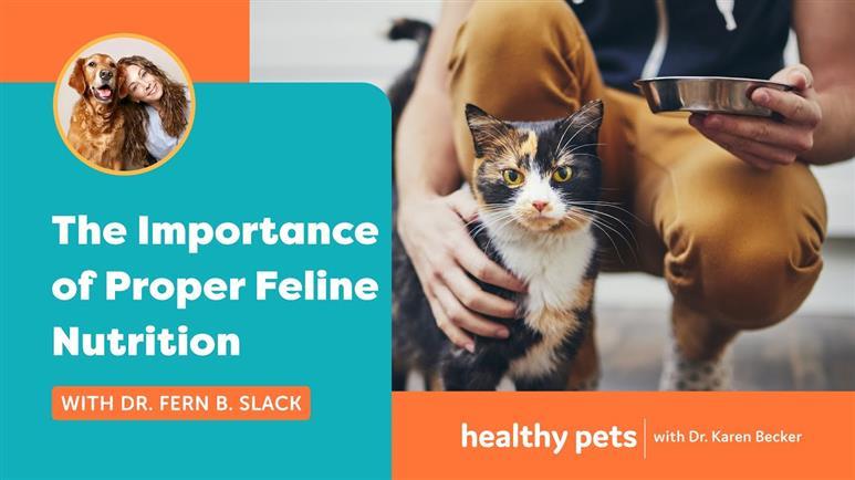 Keeping Cats Healthy: It's All About the Food They Eat