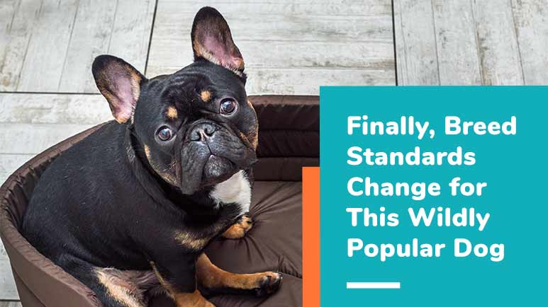 breed standards change for french bulldogs