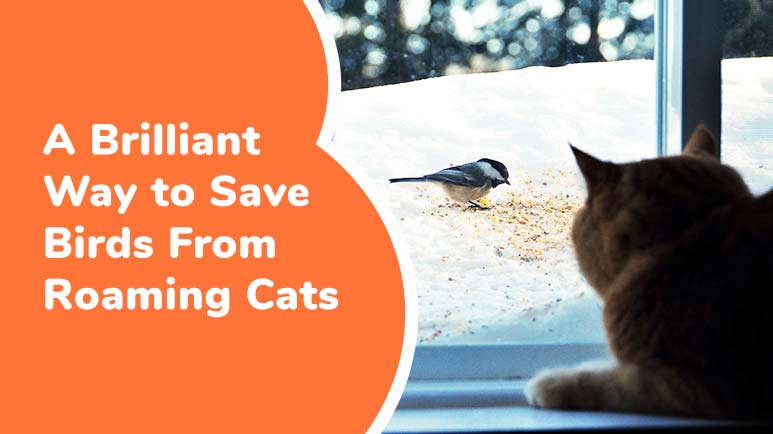 cats killing birds