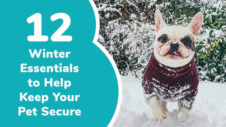 winter weather tips for pets