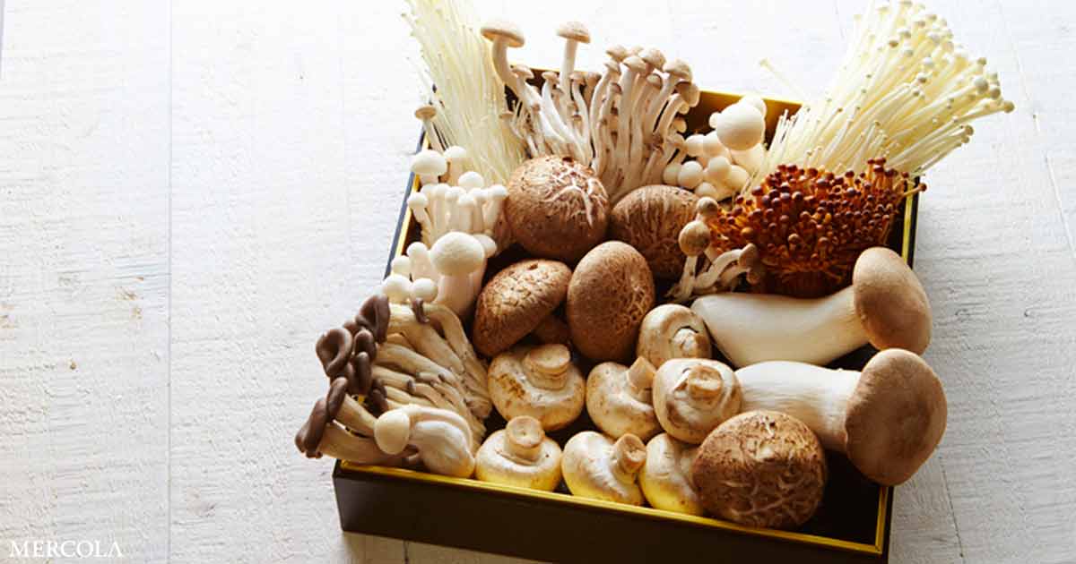 How Mushrooms Help Protect Your Brain