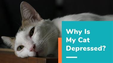 feline depression