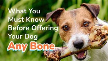 harmless bones for dogs to chew