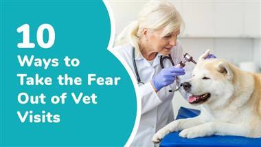 no fear vet visits