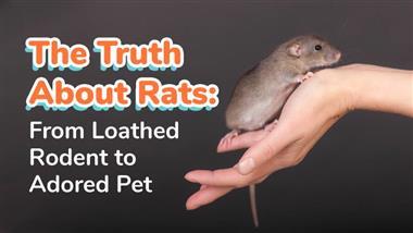 rats as pets