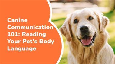 reading dog body language