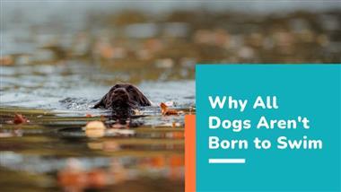 tips for taking your dog swimming