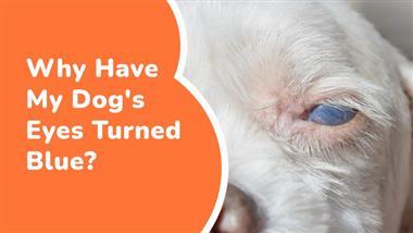 what causes blue eyes in dogs