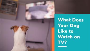 what does dog like to watch on tv