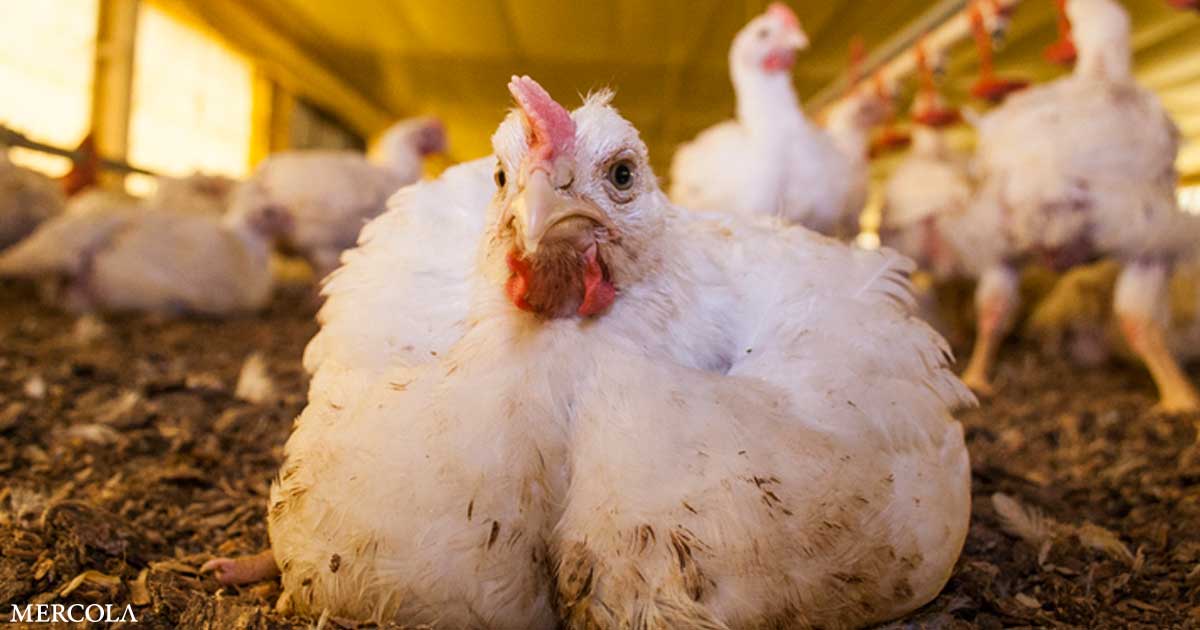 Genetically Engineered Hens Made to Kill Their Own Chicks