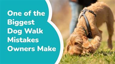 dog walking health benefits