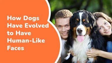 dogs evolved to have human like faces