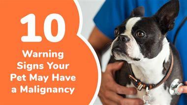 10 warning signs of malignancy in pets