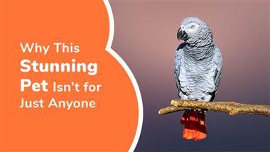 african grey parrots as pets