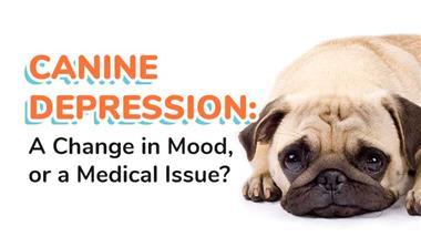 canine depression
