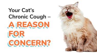 chronic cough in cats