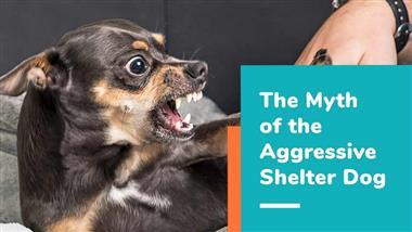 do shelter dogs have behavior issues