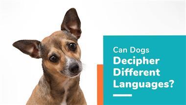 dog understanding different languages