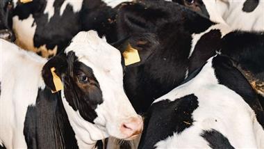 fda gives green light to gene edited cattle