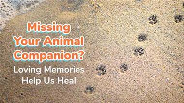memorializing pet companion