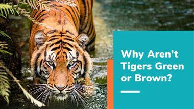why tigers are orange in color