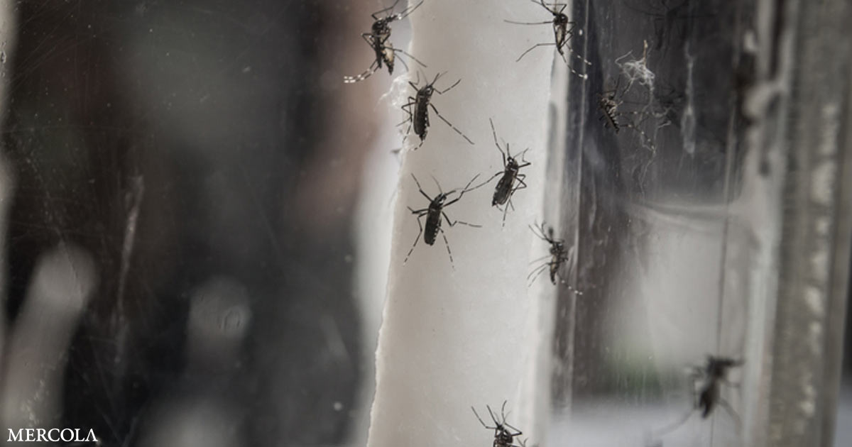 Billions of GE Mosquitoes Released, Health Risks Ignored