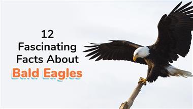 bald eagle facts