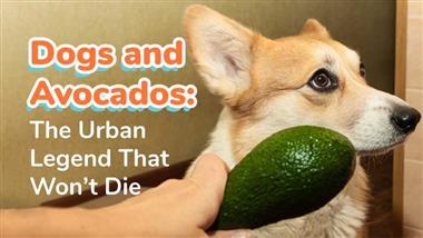 dogs and avocado