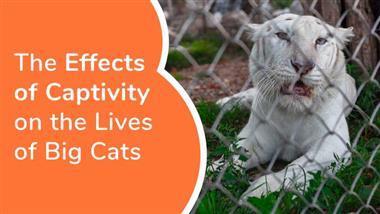 effects of captivity on big cats