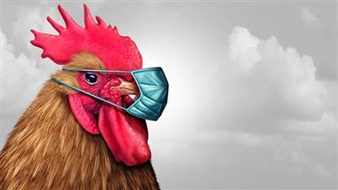 La gripe aviar natural nunca ha representado una amenaza para los humanos