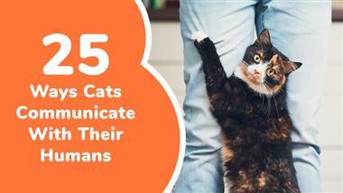 how do cats communicate