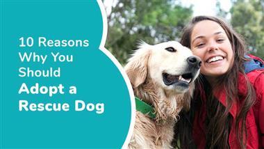 reasons to adopt a rescue dog