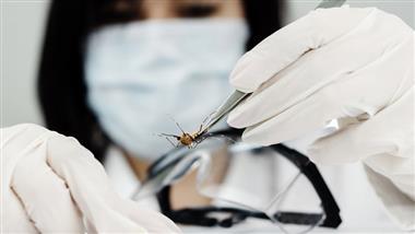 Milliarden von gentechnisch veränderten Mücken freigesetzt und dabei die Risiken ignoriert