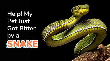 snake season