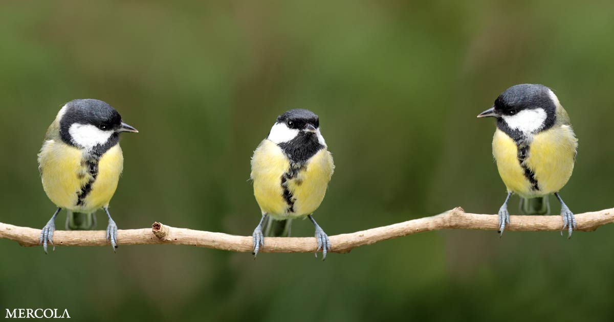 How Birds in Nature Can Improve Our Mental Health