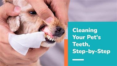 cleaning pet's teeth